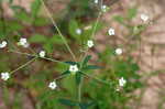 Flowering spurge